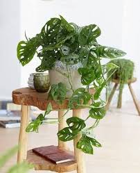 50pcs Monster Opliqua Evergreen Hybrid Seeds Monstera Obliqua Leichtlinii Plants Monstera Obliqua House Plants