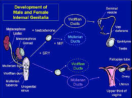 Merck & co., inc., ke. Development Of Male And Female Internal Genitalia Quoted From Download Scientific Diagram