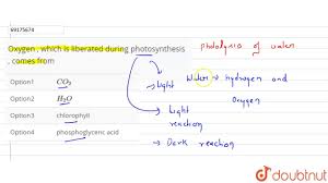 To Show That Oxygen Is Produced During Photosynthesis, Aquatic Plants Like  Hydrilla Is Used.