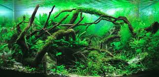 Java moss tanaman ini sangat cocok bagi aquascaper pemula untuk dijadikan dasar akuarium, karena sangat mudah dalam. 9 Tanaman Aquascape Yang Terbaik Untuk Pemula Segala Hobi