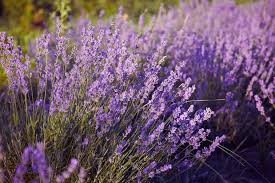 Image result for Lavandula angustifolia Vera