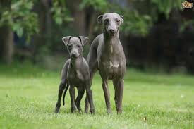 Dog breed guide for italian greyhounds, miniature greyhound facts, dog care, information on toy sighthounds, dog description and italian greyhound pictures. Italian Greyhound Dog Breed Facts Highlights Buying Advice Pets4homes