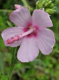 Image result for Urena