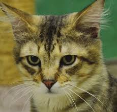 143 Cats Rescued from Schaghticoke Home