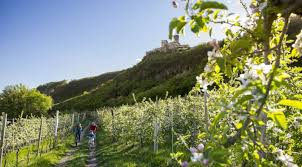 Insgesamt gibt es in südtirol mehr als 7000 apfelbauern, die jedes jahr rund eine million tonnen äpfel ernten. Ferien In Sudtirol Beste Reisezeit