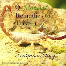 9 Natural Remedies To Treat A Scorpion Sting Via Naturalfamilies Natural Remedies Remedies Special Needs Mom