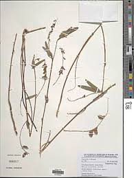 Image result for Eriosema psoraleoides