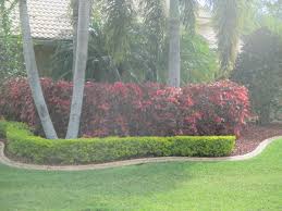 Red Copper Leaf Plant Red Leaf In Background With Gold Mounds Light Green Lime Green Leaf In Front As Border Plantin Plants Landscape Design Green Leaves