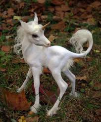 a widespread legend is that when noah gathered two of every kind of animal he neglected to gather the unicorns wh hayvanlar periler sevimli hayvan yavrulari