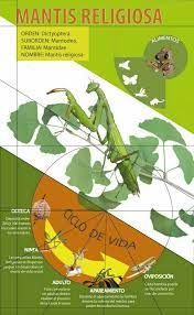 Pin By Thayza Navarro On Infografias De Animales Y Plantas Scientific Illustration All About Animals Animals