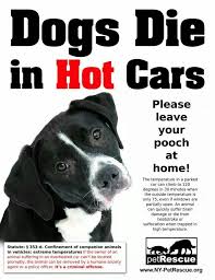 Leave Your Pets At Home Dog Died Dogs Hot Cars