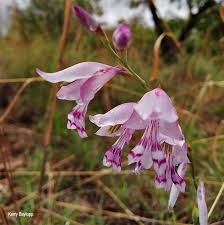 Image result for Gladiolus pretoriensis