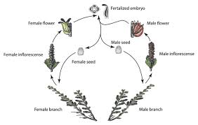 Image result for Myrothamnus flabellifolius