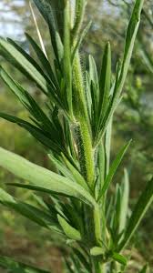 Image result for Erigeron sumatrensis