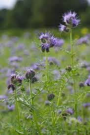 We did not find results for: Phacelia Tanacetifolia Variegated Plants Foliage Plants Planting Plan