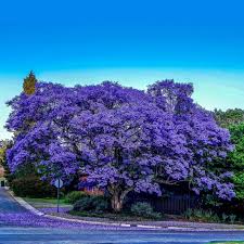 The blue jacaranda tree grows to 40 feet tall with a 30 foot spread. Blue Jacaranda Seeds Price 2 50