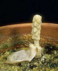 Image result for Gonatopus clavatus