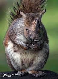 Squinocerous Photoshopped Animals Animal Mashups Weird Animals