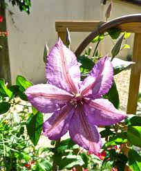 Cli0072 regular price £18.00 sale price £18.00 regular price. Clematis Margaret Hunt Care Couleorknel