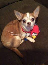 Pin By Kyla Kraft Romain On I Love Chihuahuas Cute Dog Pictures Big Dogs Chihuahua