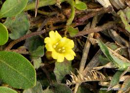 Image result for Merremia emarginata