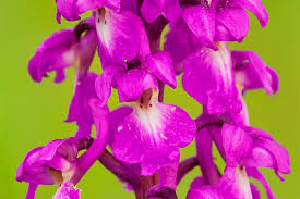 So erinnerte ich mich an die wilden orchideen in thüringen und seitdem lassen sie mich. Heimische Orchideen Nabu