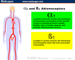 Part I The Physiology And Function Of The Alpha Adrenergic