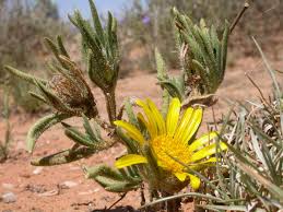 Image result for Hirpicium