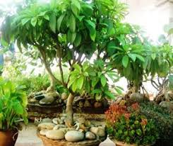 The kind of bonsai tree you want to grow will vary according to the climate,and india has a lot of diversity in its. How To Grow Bonsai Trees Step By Step Guide