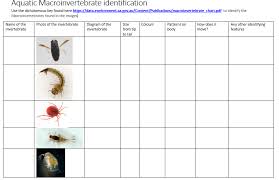 Water Bug Classification Stem Lyndale Secondary College