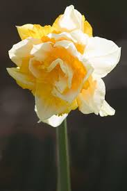 Narcissus Daffodil Ice King Daffodil Flower Beautiful Flowers Daffodils