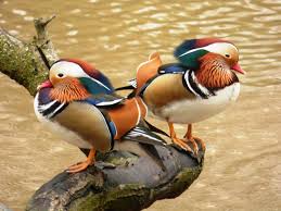 Wirral Bird Club - Two Male Mandarin Ducks at Arrowe Park lake. | Facebook