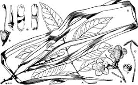 Image result for Stereospermum kunthianum