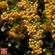 Image result for Pyracantha coccinea soleil d'or