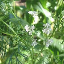 Image result for Coriandrum
