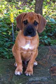 My Boxador Pup Boxador Puppies Puppies Cute Animals