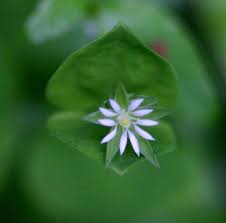 Image result for Drymaria