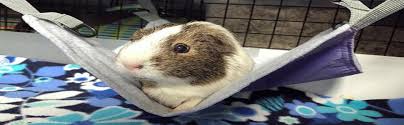 Even a small breed of rabbit has powerful back legs that could kick out and hurt a guinea pig or worse cause internal damage. Amazon Com Homeya Small Animal Guinea Pig Hanging Hammocks Bed Pet Cage Hammock For Ferret Cat Rat Chinchilla Hamster Cavy Degu Gerbil Rabbit Playing Cozy Activity Fun Toy Ferret Size Kitchen Dining