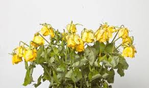 If you are wondering how to keep flowers alive, here is some advice from an expert including that vodka doesn't always work, but soda might. Preserve Flowers Alive Longer How Typically To Vary The Water Within The Vase Firenze Camere