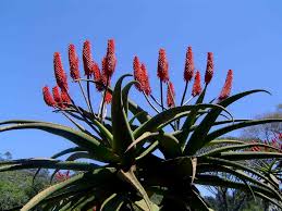 Image result for Aloe excelsa