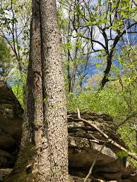 Cabins are connected to common areas by quaint wooden pathways and feature fully equipped kitchens with laundry facilities and dishwashers at the cabins at green mountain. New Log Cabin Rental Secluded Forest Views Table Rock Lake Branson Mo Pets Tripadvisor Holiday Home In Branson
