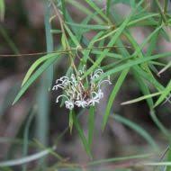 Image result for Grevillea linearifolia
