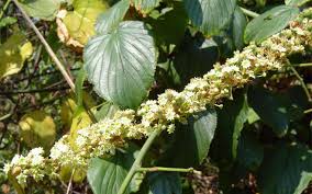 Image result for Gouania