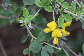 Image result for Argyrolobium tomentosum