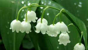 4:12 en juin la fête des mères (le premier dimanche). Photos Gratuites Muguet Porte Bonheur