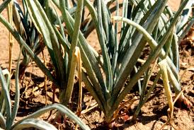 Image result for Onion Thrips