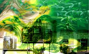 How To Tell When Your Outdoor Cannabis Plant Is Ready To Harvest Willamette Week Garden warfare 2 and plants vs. how to tell when your outdoor cannabis