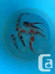 Kloubec koi farm is north america's premier breeder of healthy koi for sale and champion koi, nishikigoi. Supreme Quality Nishikigoi Koi Fish In Vancouver For Sale In Richmond British Columbia Classifieds Canadianlisted Com