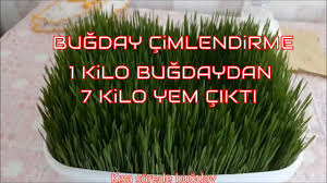 Bugday Cimlendirme Taze Yem Yaptik Wheat Sprouts Diy At Home Youtube