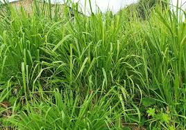 It's one or the other. 15 Tips On How To Get Rid Of Ducks Fast Humanely World Birds